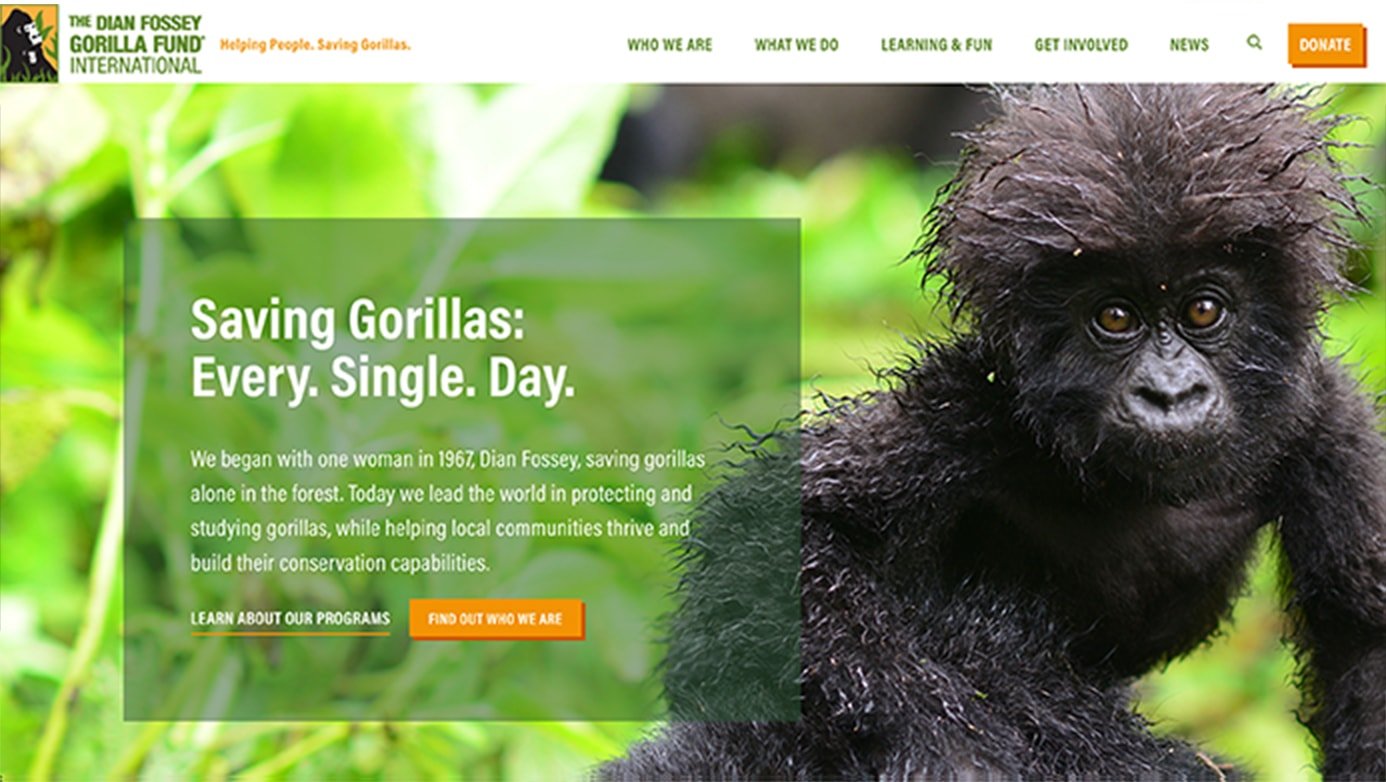 Dian Fossey Company | The Creative Momentum - Web Design & Digital Marketing