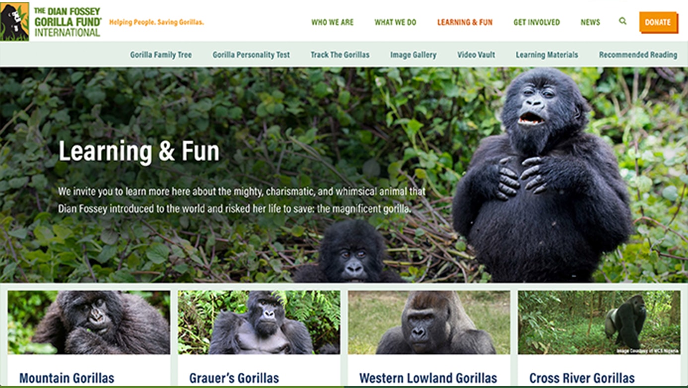 Dian Fossey Company | The Creative Momentum - Web Design & Digital Marketing