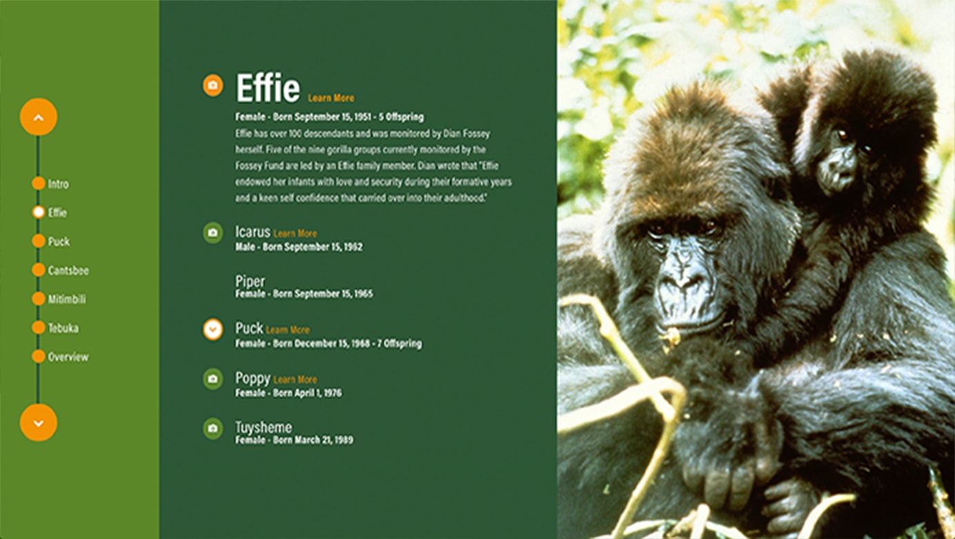 Dian Fossey Company | The Creative Momentum - Web Design & Digital Marketing